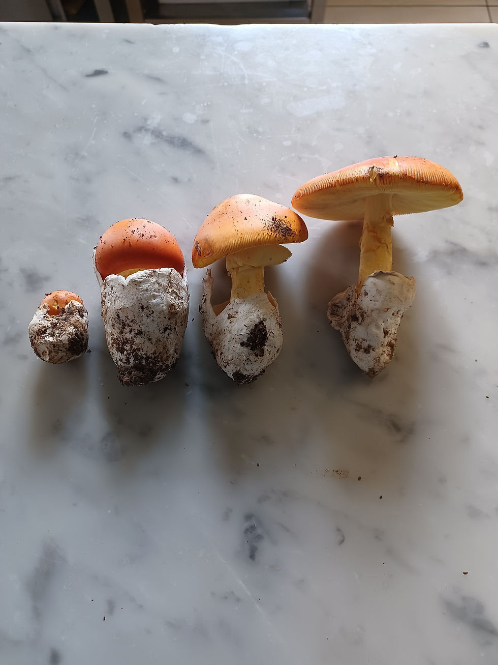some foraged mushrooms from the mountains
