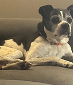 Maizey