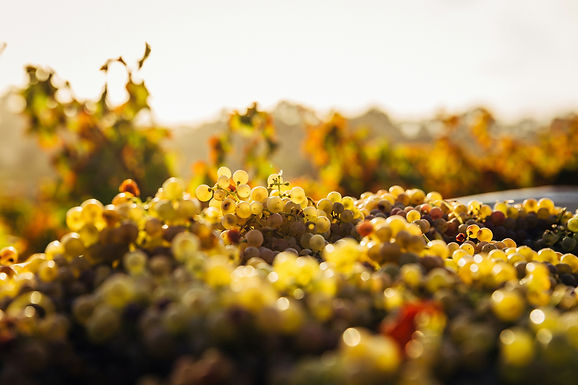 Dégustation de vin en Alsace avec un vino guide