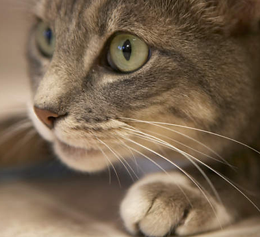 Pounce