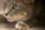 Pounce