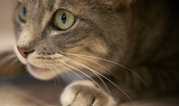 Pounce