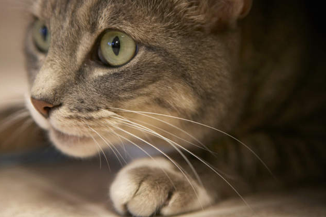 Abstammung der Katzen