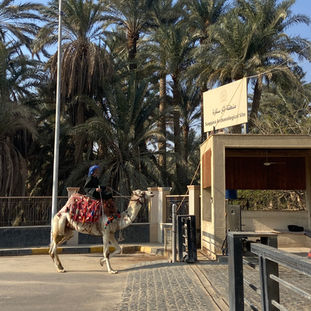 Extraordinary Egyptian Experience