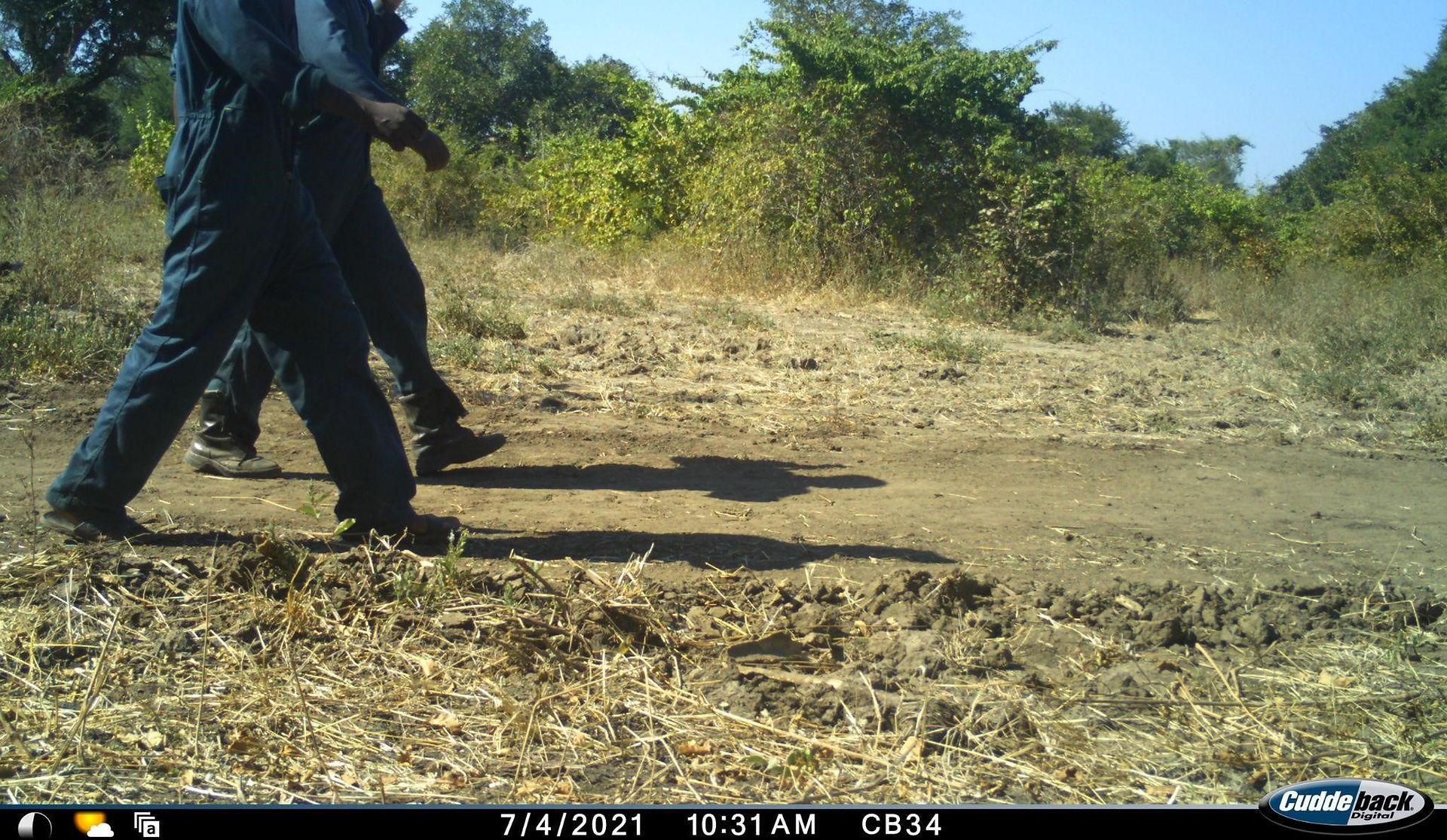 camera trap photo showing 2 people walking on a track