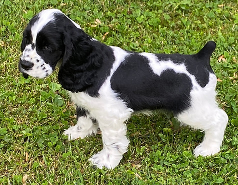 DAPPER PUP.JPG