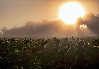 Sunflowers in the morning myst