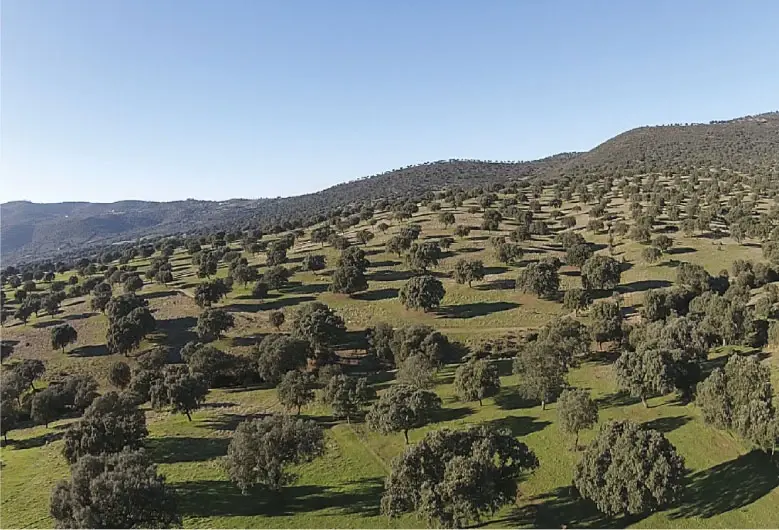 El jamón iberico es uno de los elementos básicos de la dieta mediterránea