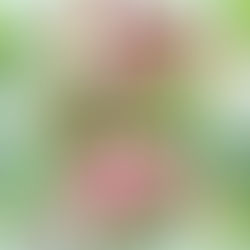 Illustration du système digestif entouré de légumes, symbolisant la détox après les fêtes et le soutien de la digestion