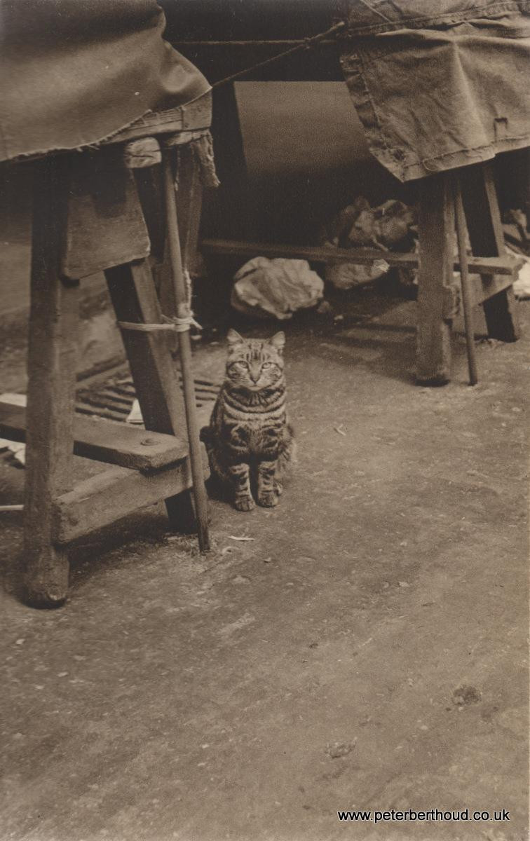 Choumert Road: "I only got one cat"