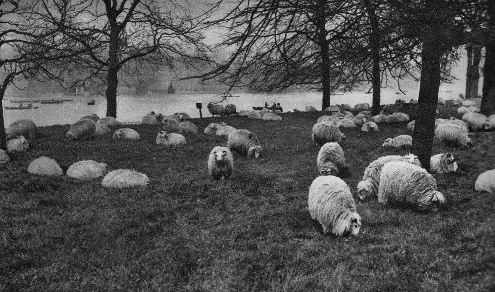 Hyde Park Sheep grazing