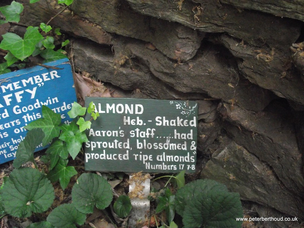 Every plant mentioned in the bible project
