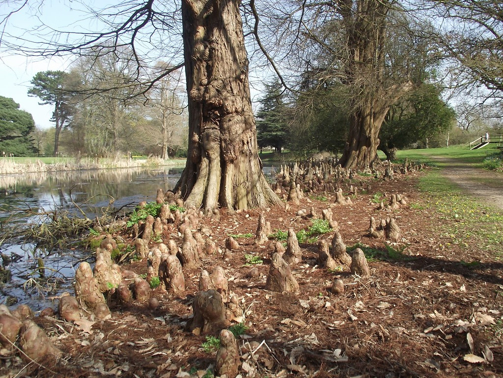 Swamp Cypress at Syon Park