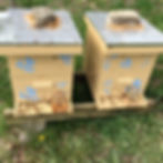 Honey Bees