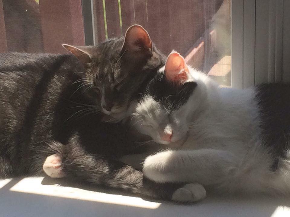 Paisley & Pablo