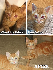 Charlotte&FernforWeb.jpg