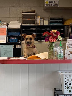 adoptable dog