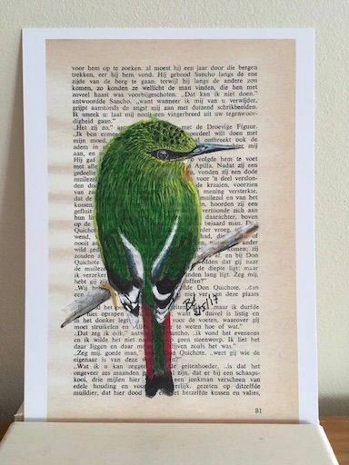 Postkaart - blanco - vuurstaartje