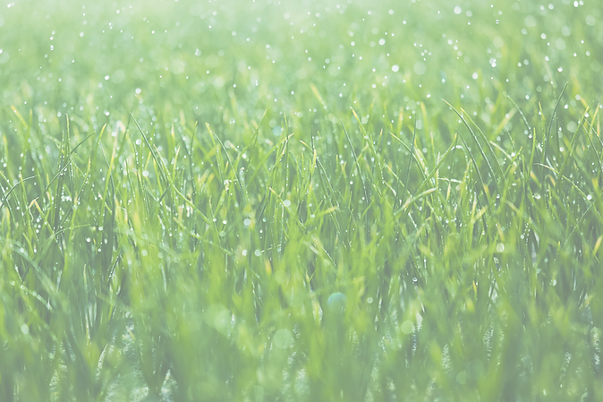 Wet grass_edited.png