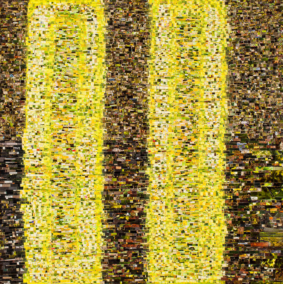 Douglas-fir Afterimage 1a