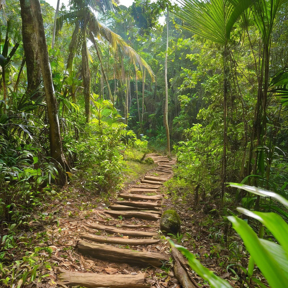 Belize jungle hiking.jpg