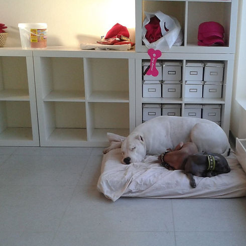 Tuco, Putz, Balu schlafen zusammen_edited.jpg