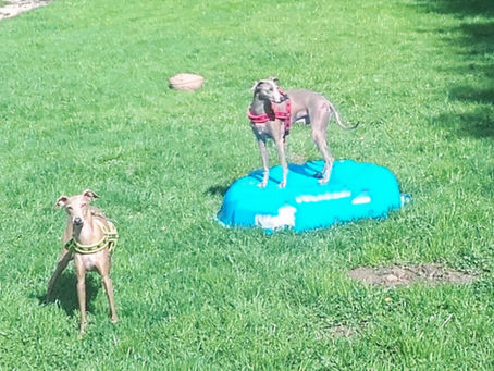 Zwei Hunde in der Hundebetreuung auf einer Wiese