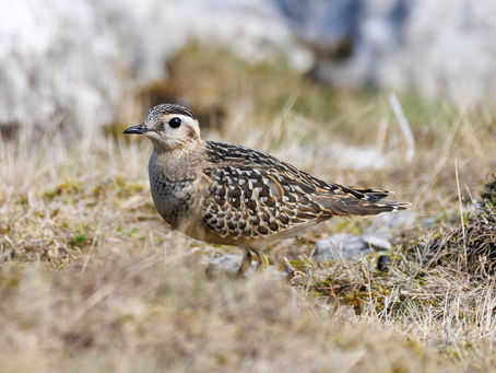 A Dotterel at the Great Orme
