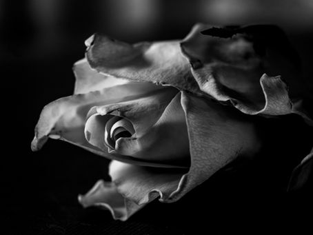 Black-and-white close-up of a wilted rose with curled petals against a dark background, moody and dramatic.
