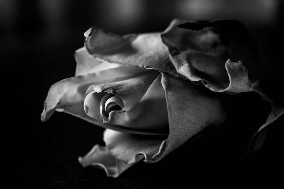 Black-and-white close-up of a wilted rose with curled petals against a dark background, moody and dramatic.
