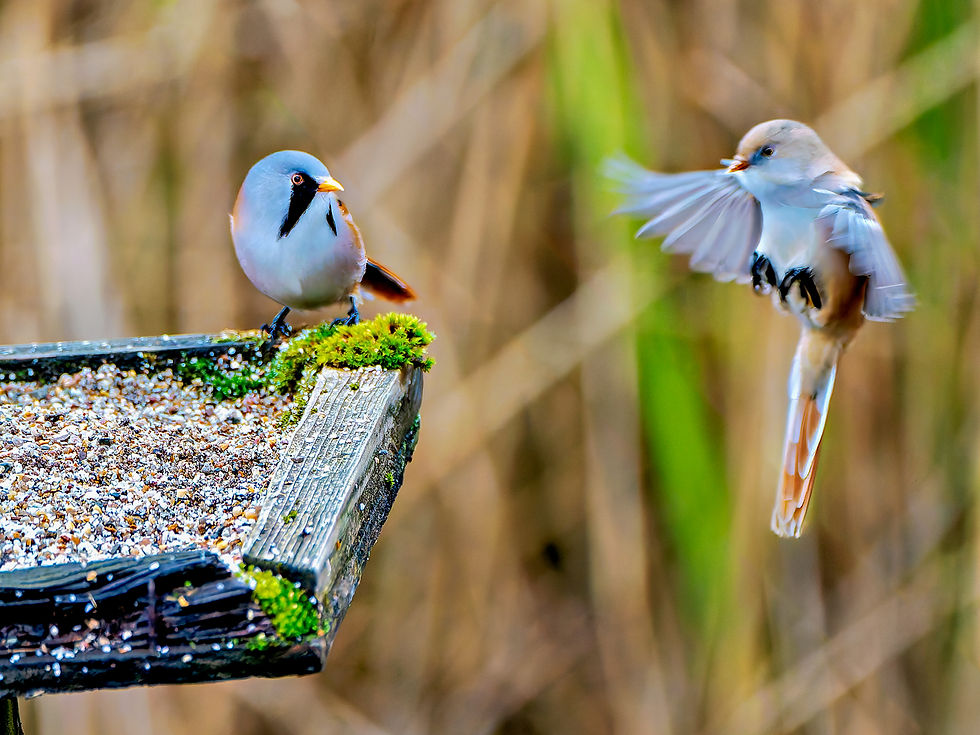 Bearded Reedlings at the Grit Tray