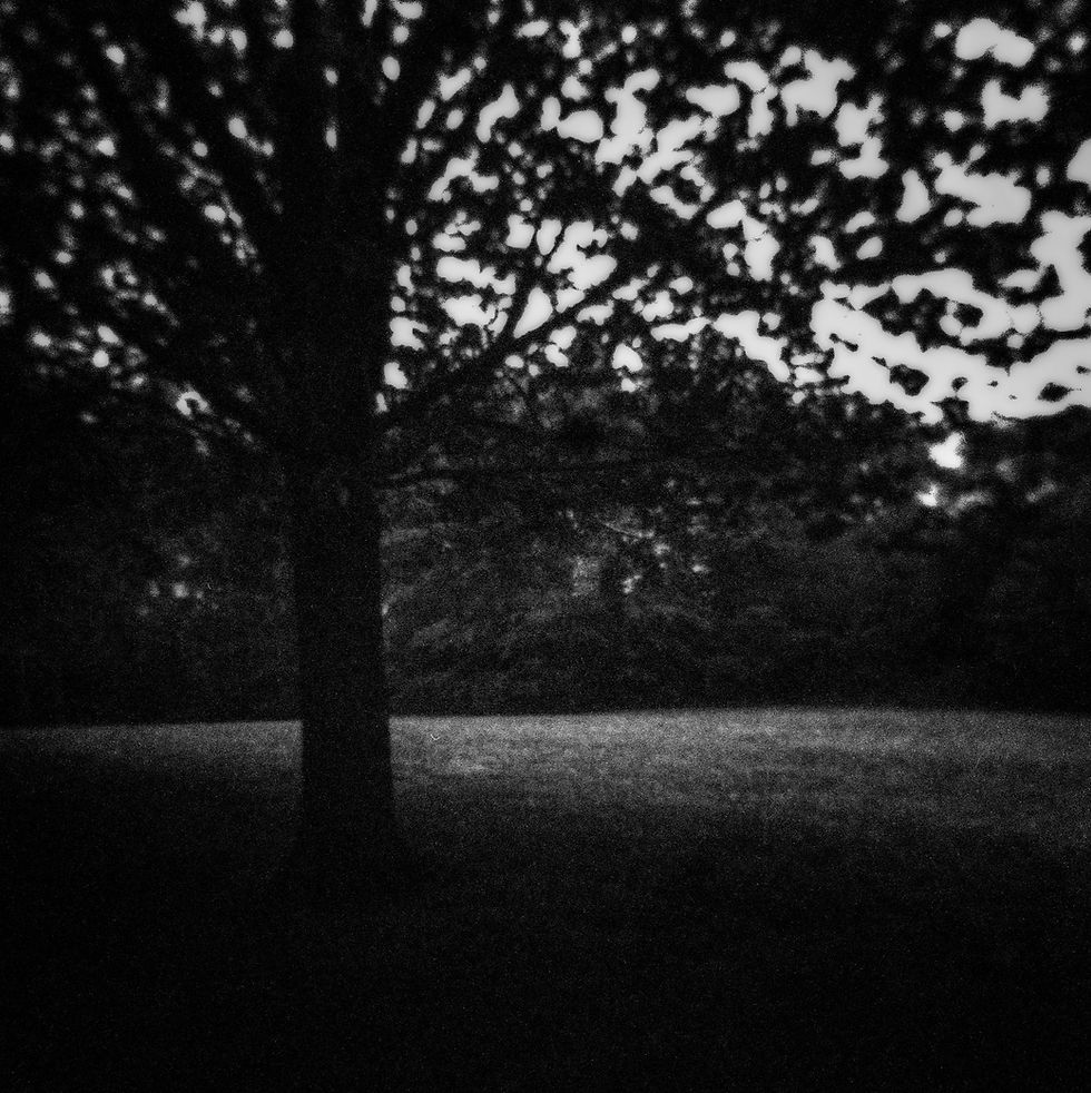 Silhouetted tree against a dimly lit, grassy field. The scene is moody and atmospheric, with a dark, blurry ambiance.