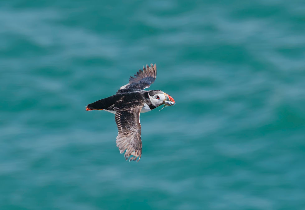 Puffin flying over teal water, carrying a fish in its beak, wings spread against a softly rippled sea.