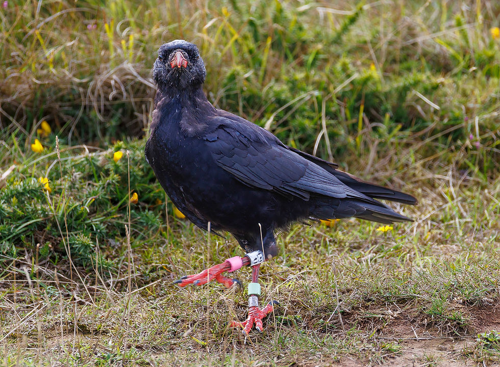 Black bird with red leg bands stands in a grassy field, facing the camera with an alert stare.