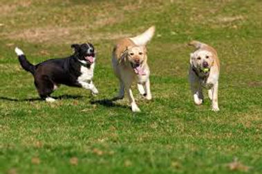 dog park.jpg