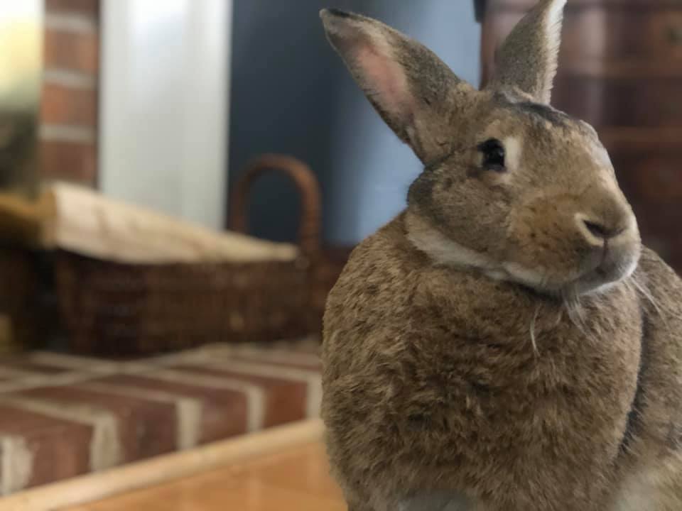 Buns
