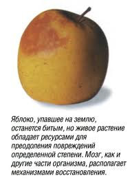 загруженное.jpeg
