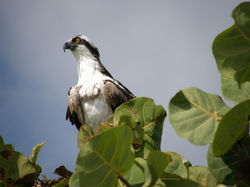 Florida Osprey
