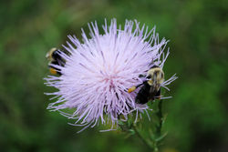 Thistle