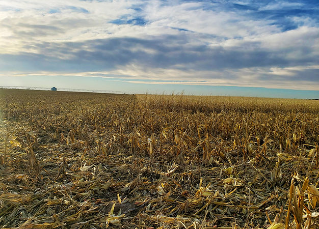 FieldsOfSky&Gold - Kim.jpg