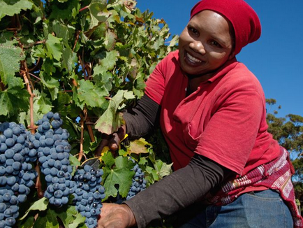 Vinarija Cape prednjači u marketingu u zemljama BRICS-a
