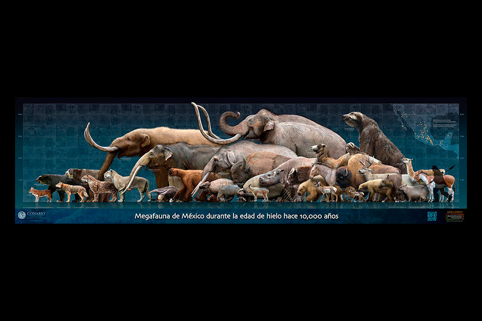 Cartel: Megafauna | Poster: Megafauna