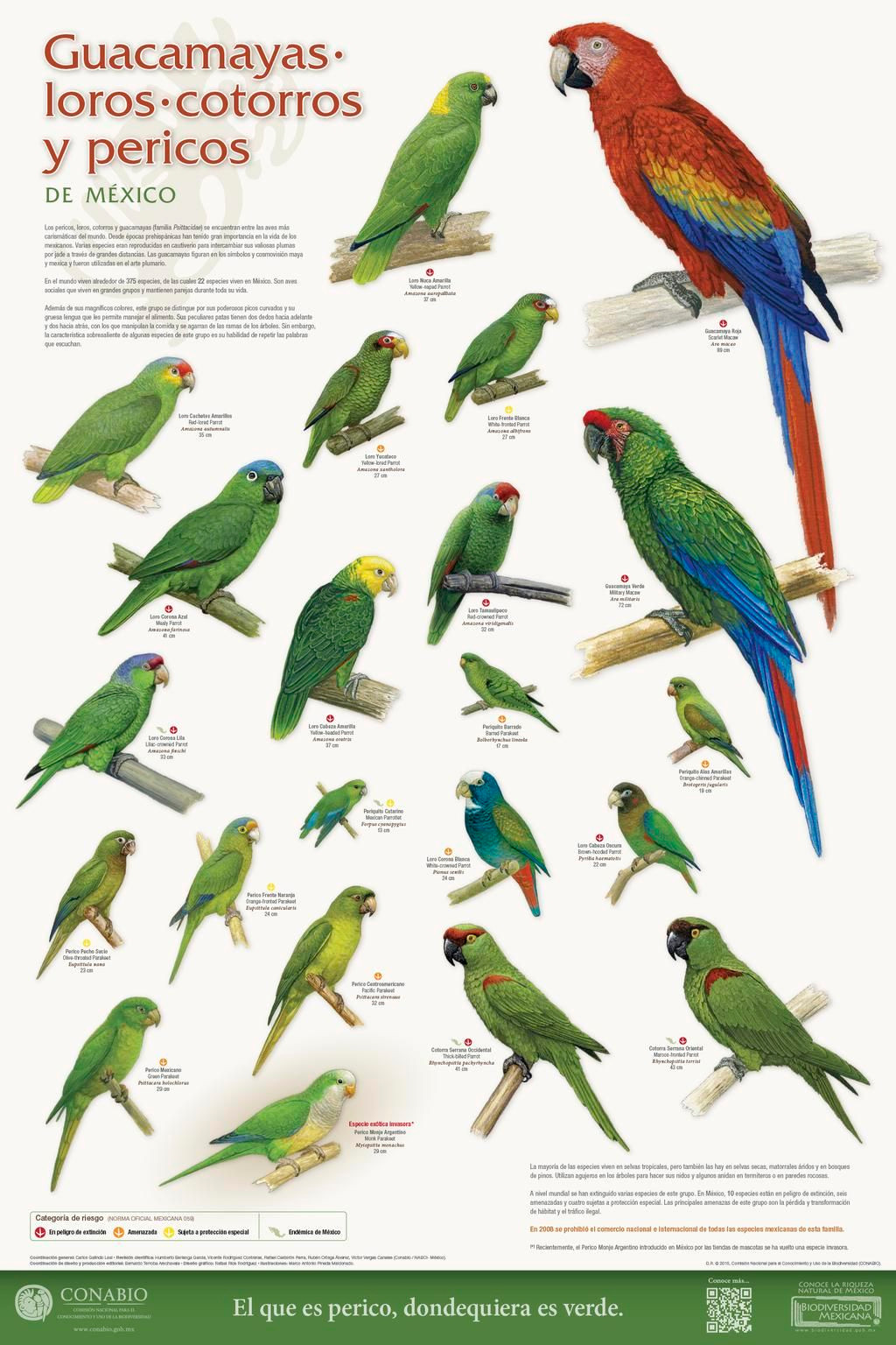 Cartel: Guacamayas, Loros, Cotorros y Pericos | Poster: Macaws, Parrots and Parakeets
