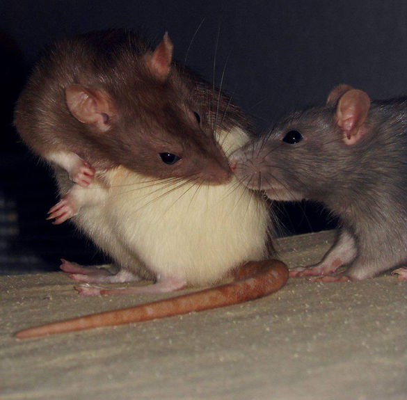 Quarantaine & Intégrer un nouveau rat.