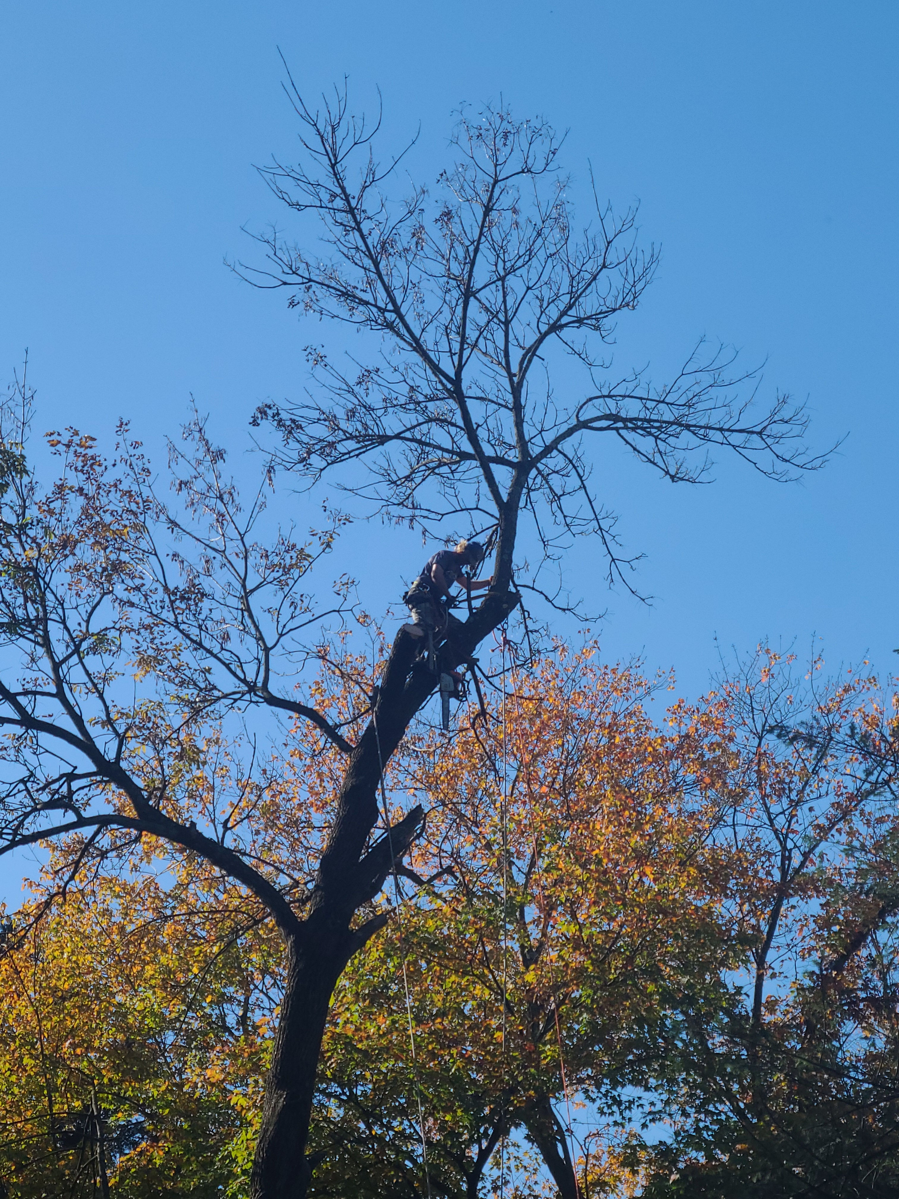 Tree Trimming/ Removal