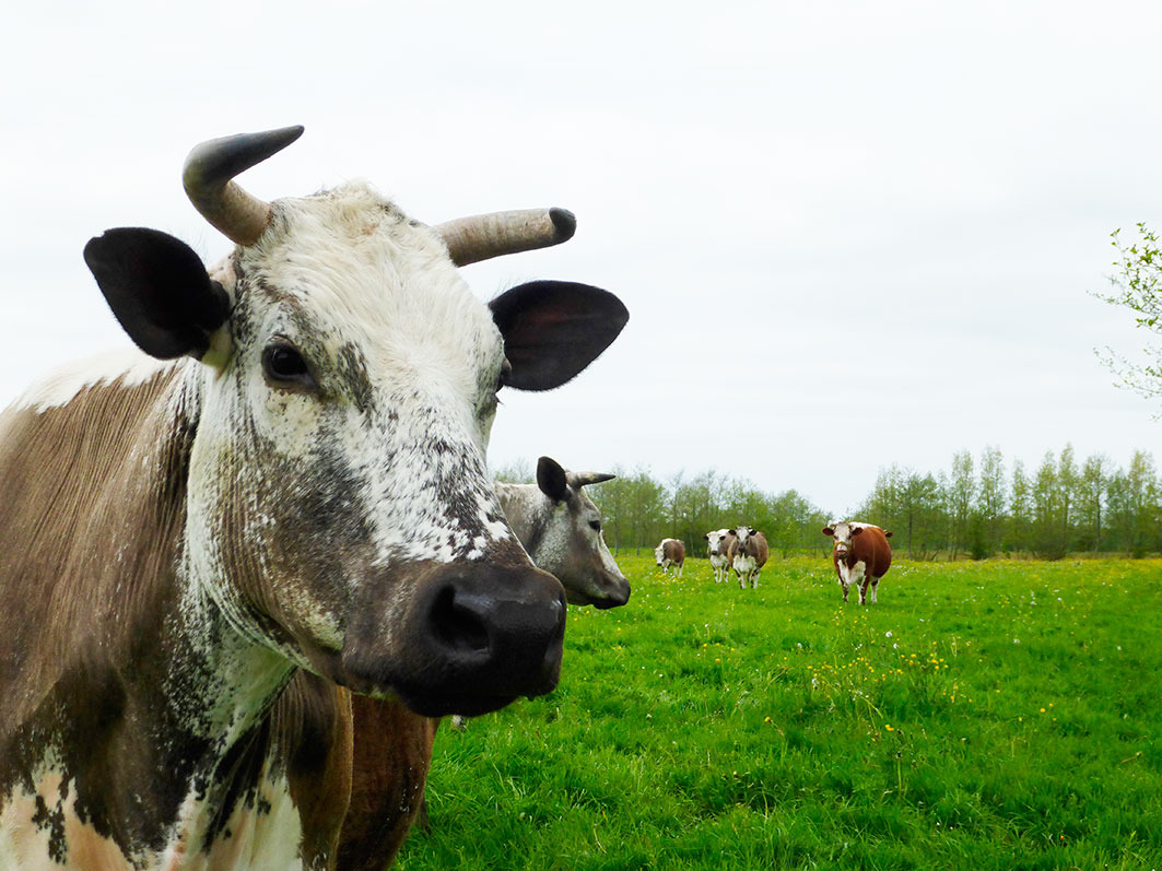 STICHTING VRIENDEN VAN ZORGBOERDERIJ DE WITRIK logo
