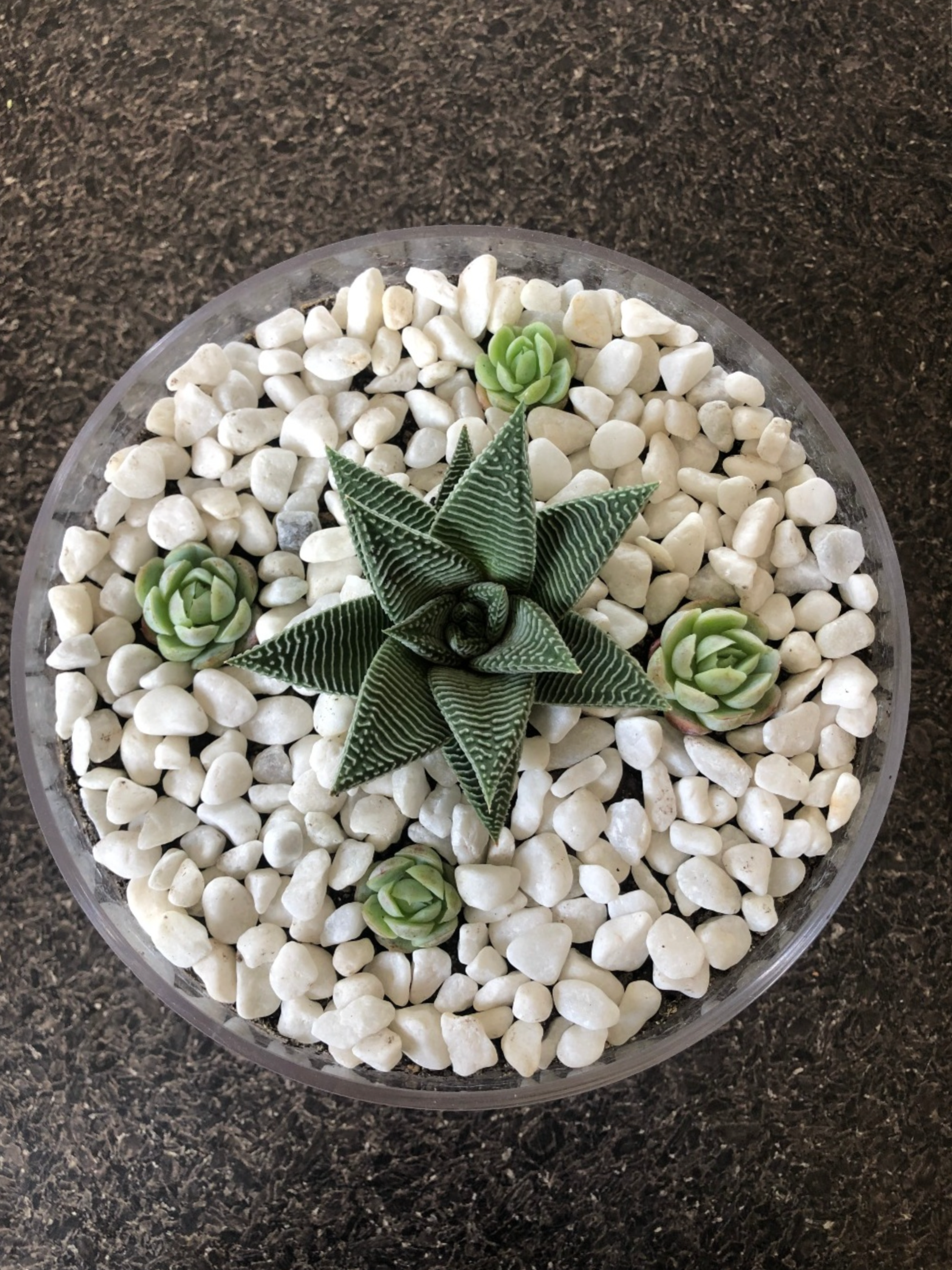 Large stand bowl