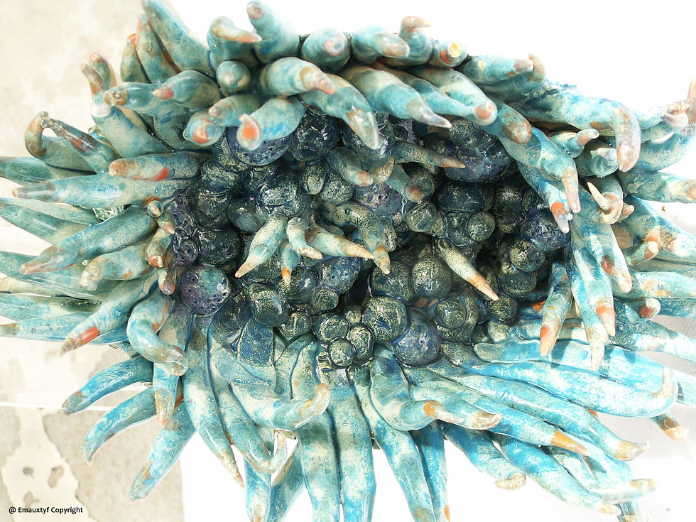 Calypso verso