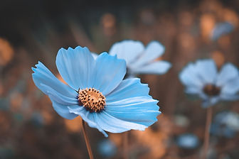 bluepoppy.jpeg