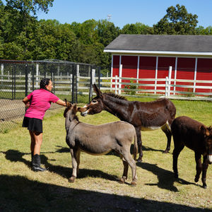 Donkey Encounters